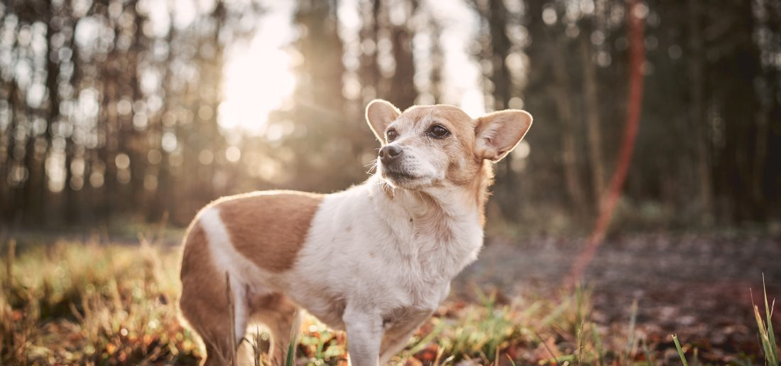 Tierschutzhunde-Kurs 
