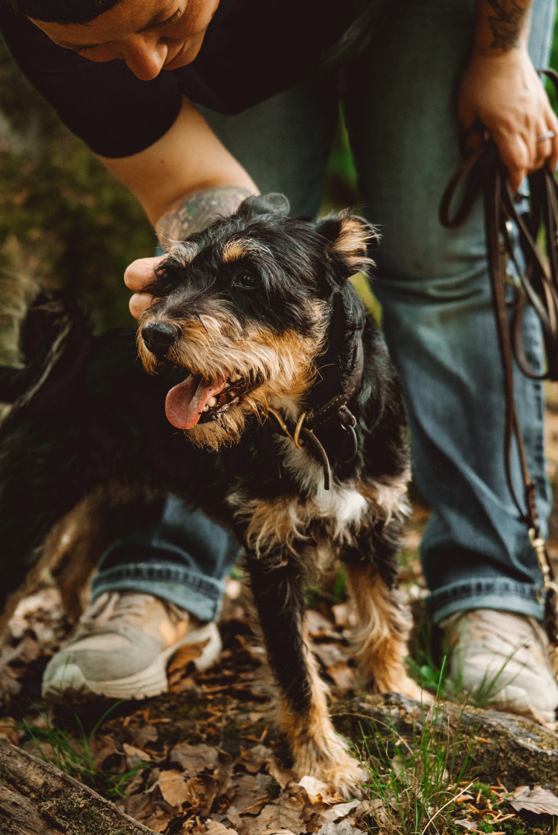 Hundeturnen der Kurs 